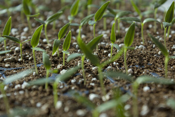 Young plant in the soil