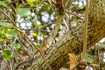 squirrel searching food on a branch