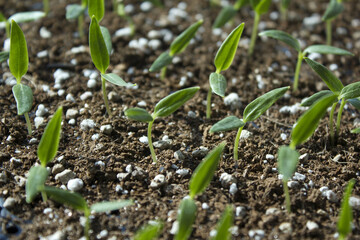 Young plant in the soil