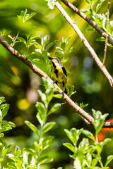 Naklejka premium bird on a branch