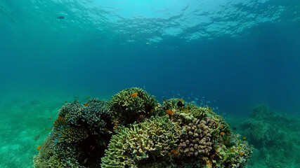 Naklejka na ściany i meble Blue Sea Water and Tropical Fish. Tropical underwater sea fish. Philippines.