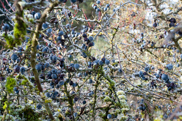 sunlight on sloes on a cold winter morning
