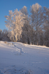 Frosted birch, illuminated by the rising sun with traces on a snow-covered slope.