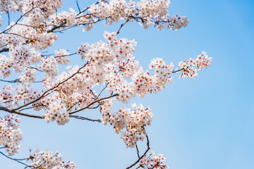 High resolution photos. Yongdap Station, Korea, Seoul, spring, flowers, cherry blossom, flower trees, blue, branch, daytime, flower, petal, white, twig, blossom, beauty, botany, cherry blossom, wildfl