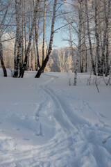 Wonderful winter landscape with ski trails going towards a snowy birch grove.