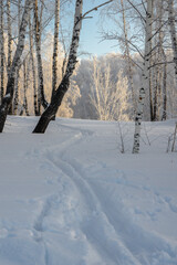 Wonderful winter landscape with ski trails going towards a snowy birch grove.