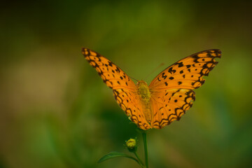 close up of amazing yellow color butterfly