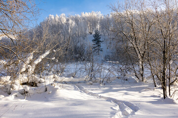 Spruce tree among snowy birches with footprints in deep snow in the foreground on a bright winter day.