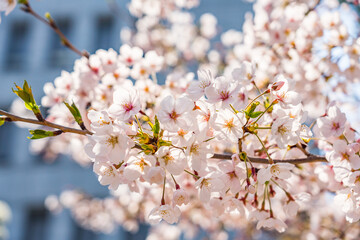 High resolution photos. Yongdap Station, Korea, Seoul, spring, flowers, cherry blossom, flower trees, blue, branch, daytime, flower, petal, white, twig, blossom, beauty, botany, cherry blossom, wildfl