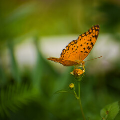 butterfly nectar on flower