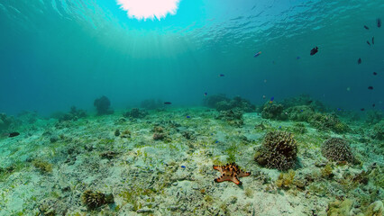 Obraz na płótnie Canvas Underwater fish reef marine. Tropical colourful underwater seascape. Philippines.