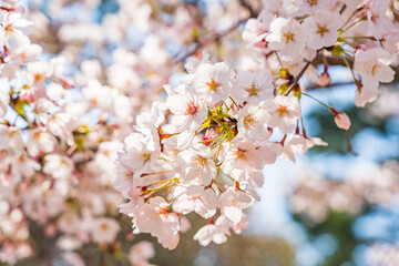 High resolution photos. Yongdap Station, Korea, Seoul, spring, flowers, cherry blossom, flower trees, blue, branch, daytime, flower, petal, white, twig, blossom, beauty, botany, cherry blossom, wildfl