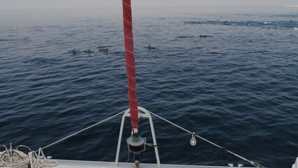 Fototapeta na wymiar bottlenose dolphins swim and play