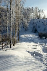 Frosty birches standing on a snow-covered slope.