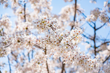 High resolution photos. Yongdap Station, Korea, Seoul, spring, flowers, cherry blossom, flower trees, blue, branch, daytime, flower, petal, white, twig, blossom, beauty, botany, cherry blossom, wildfl