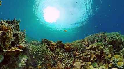 Tropical Fishes on Coral Reef, underwater scene. Philippines.