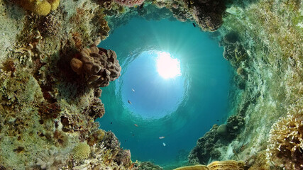 Obraz na płótnie Canvas Underwater Scene Coral Reef. Underwater sea fish. Tropical reef marine. Colourful underwater seascape. Philippines.