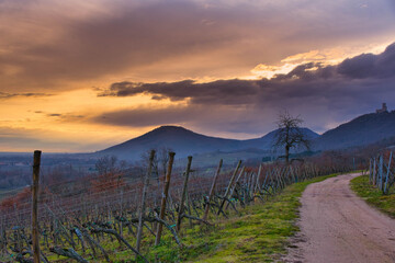 Winter in den Weinbergen des Elsass bei Dieffenthal