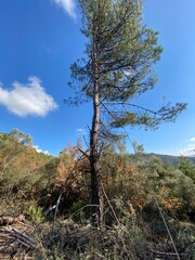 tree in the mountains