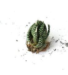  succulents or cactus isolated on white background 