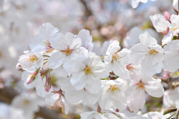 桜の花　ソメイヨシノ