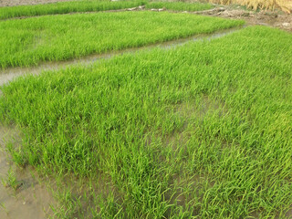 Fototapeta na wymiar New growing green paddy or rice field, rice seedlings