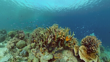 Naklejka na ściany i meble Underwater world with coral reef and tropical fishes. Travel vacation concept
