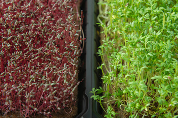 Watercress and amaranth microgreens in growing pots