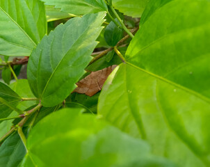 green leaf on a tree