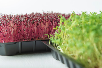 Watercress and amaranth microgreens in the growing boxes on white textured background