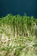 Watercress microgreens on blue background