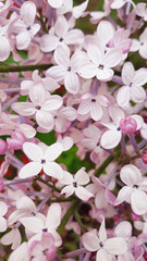 close up Lilac flowers in garden