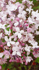 close up Lilac flowers in garden