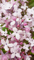 Naklejka na ściany i meble close up Lilac flowers in garden