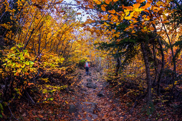 Autumn forest with bright colors of autumn and yellow and red foliage and a middle-aged man with a backpack walking through the forest.