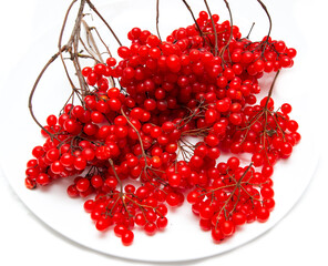 red viburnum berries on a white background