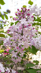 close up Lilac flowers in garden