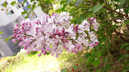 close up Lilac flowers in garden