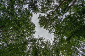 looking up to the sky through tree tops