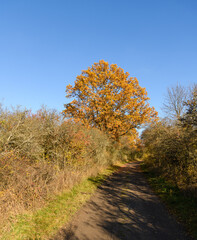 Fototapeta premium big oak tree next to the field way on sunny day in autumn
