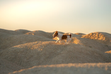 dog on a sandy quarry at sunset. Jack Russell Terrier on hills of sand. 