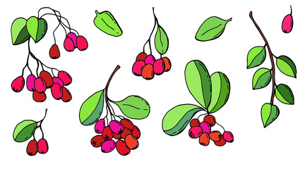 Set of Red berries on a white, isolated background. Drawn berries with leaves.