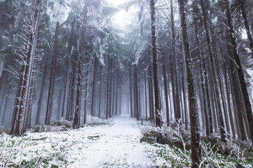 Naklejka premium Zima v lese, Bílé Karpaty