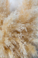 Cortaderia selloana, pampas grass is beautiful under blue sky in Japan. Shiroganeyoshi in Japanese. White puffy plants close up