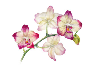 Watercolor orchid isolated on white background