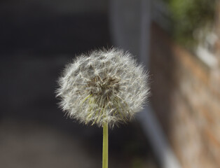 Dandelion with seeds blowing away in the wind. Dandelion seeds in nature background