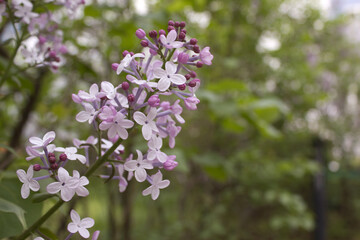close up Lilac flowers in garden