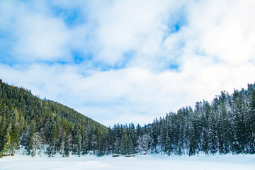 coniferous forest in the snow blue sky in the cloud. Synevir Carpathians. beautiful panorama background.