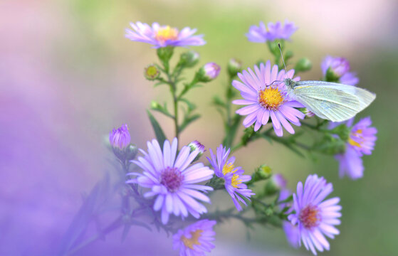 close on pieride butterfly gathering pink aster flowers