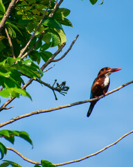 kingfisher on a branch